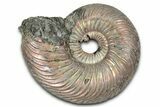 Iridescent, Pyritized Ammonite (Quenstedticeras) Fossil - Russia #336216-1